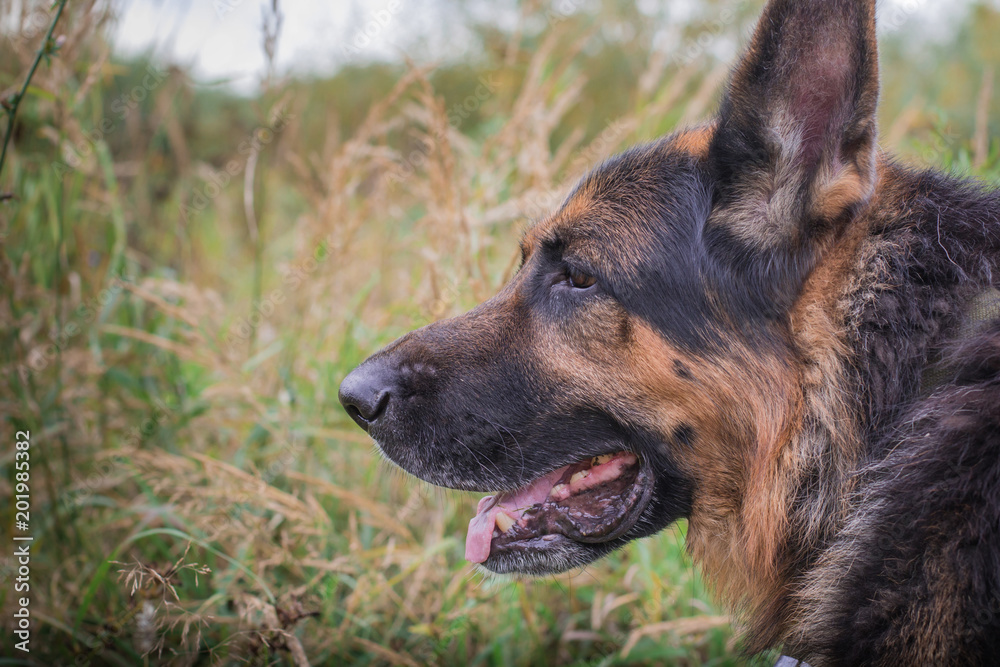 German shepherd dog in sunny autumn German shepherd dog in sunny autumn