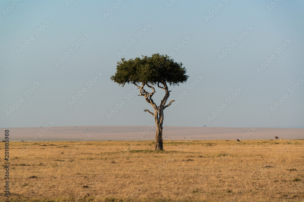 Obraz premium African landscape