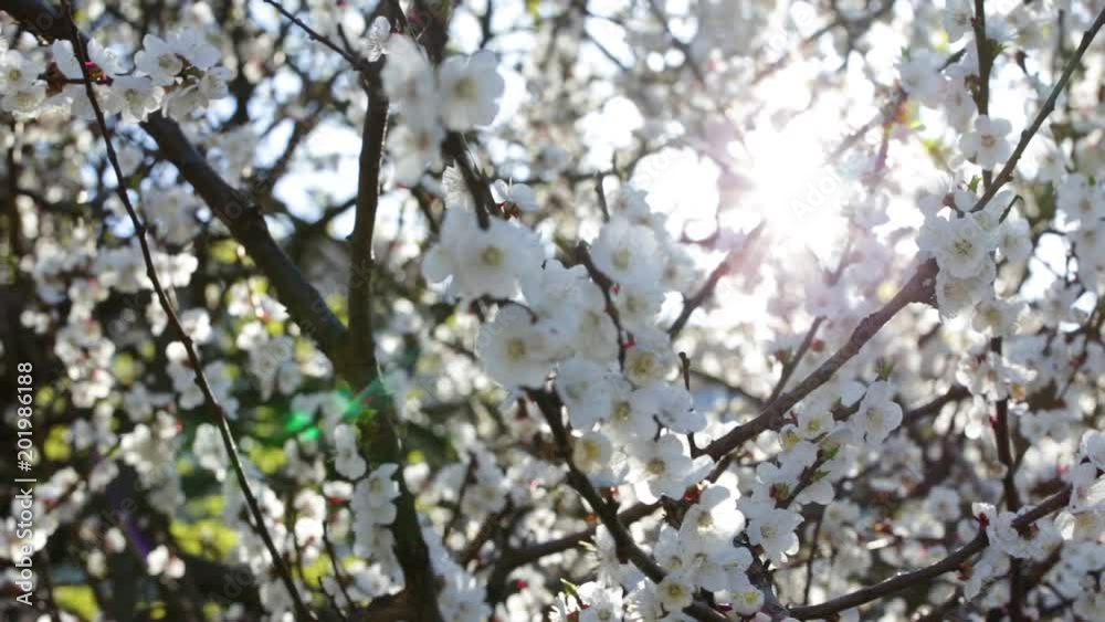 Closeup view of beautiful spring trees with fresh young white flowers at bright sunset sunlight. Closeup view of beautiful spring trees with fresh young white flowers at bright sunset sunlight.