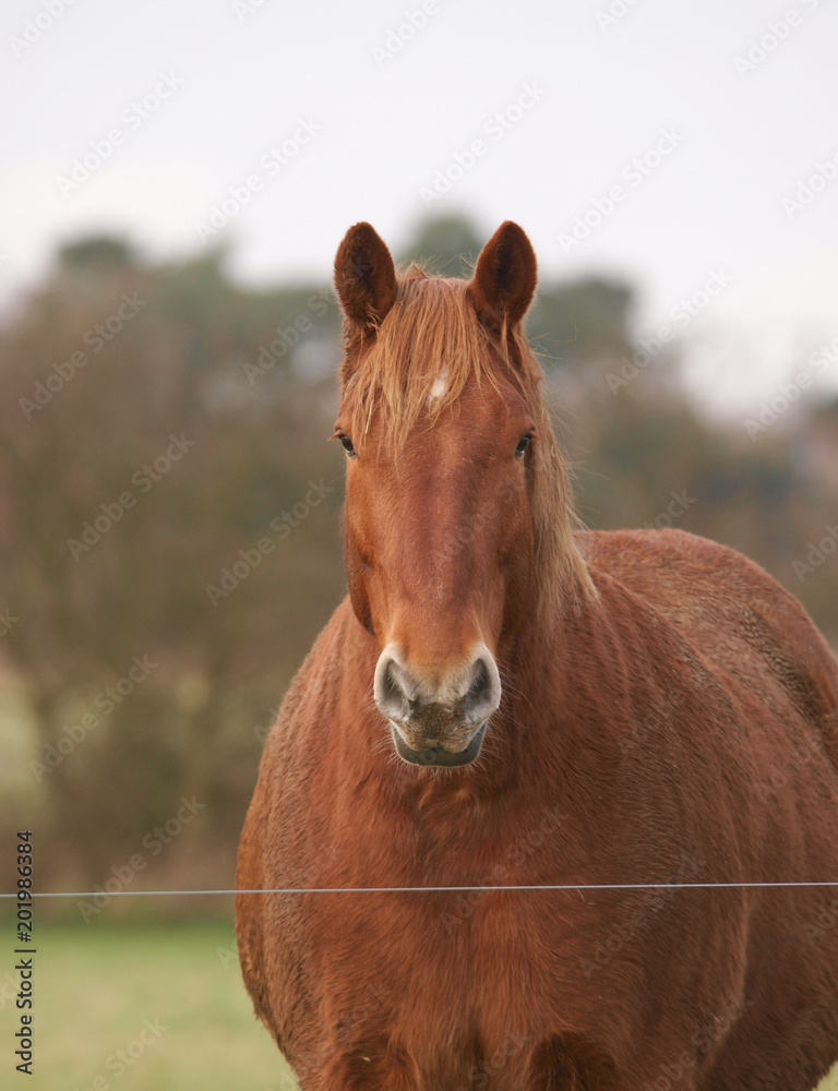 Fototapeta premium Chestnut Horse Head Shot