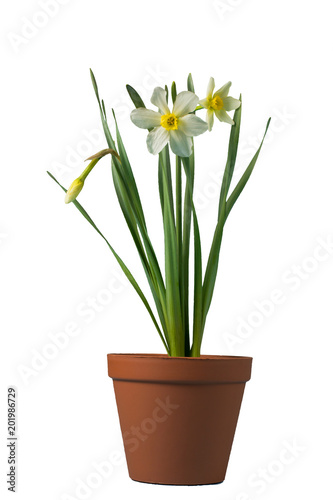 Flowers daffodils in a pot on a white background, indoor tulips, grow flowers at home. Isolated.