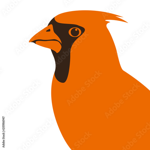 cardinal  vector illustration flat style profile side photo