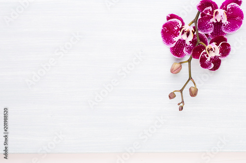 Fototapeta Naklejka Na Ścianę i Meble -  Beauty orchid on a white background.