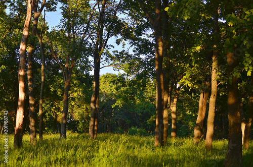 decline in the wood. oak grove