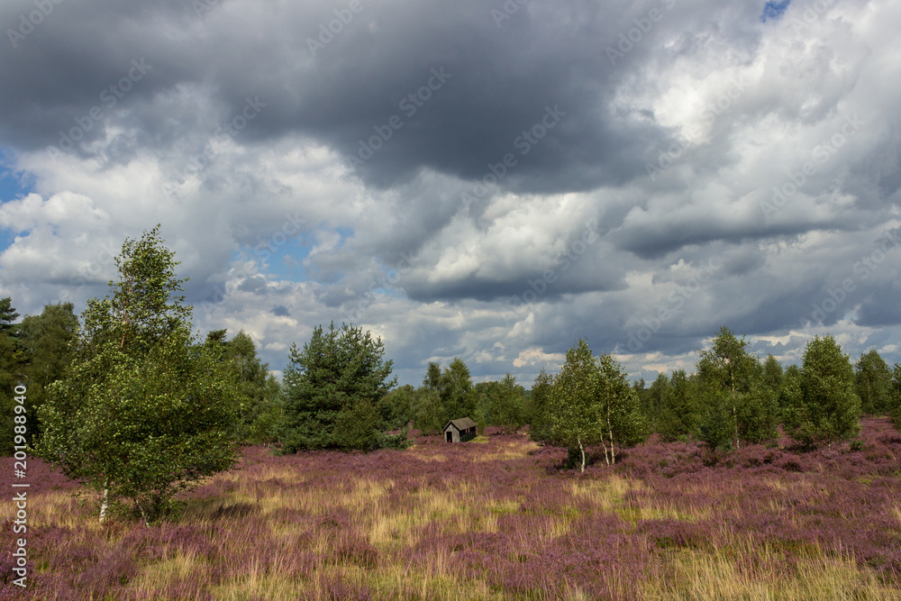 The beautiful view of the Nature Park Lüneburger Heide, Germany. The beautiful view of the Nature Park Lüneburger Heide, Germany.