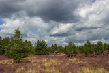 The beautiful view of the Nature Park Lüneburger Heide, Germany.