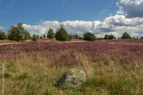 L  neburger Heide.