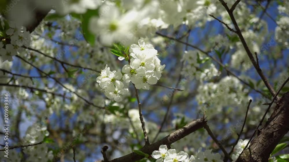 4k Spring Flowering Cherries 4k Spring Flowering Cherries