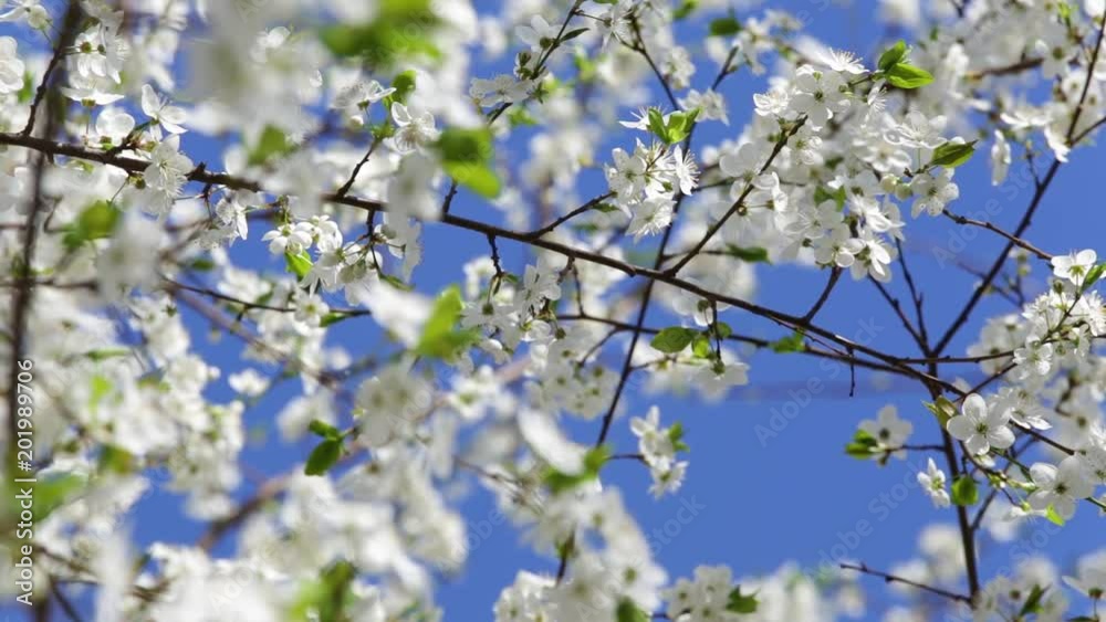Beautiful spring garden. Branches with white flowers isolated at bright blue clear sky. Beautiful spring garden. Branches with white flowers isolated at bright blue clear sky.