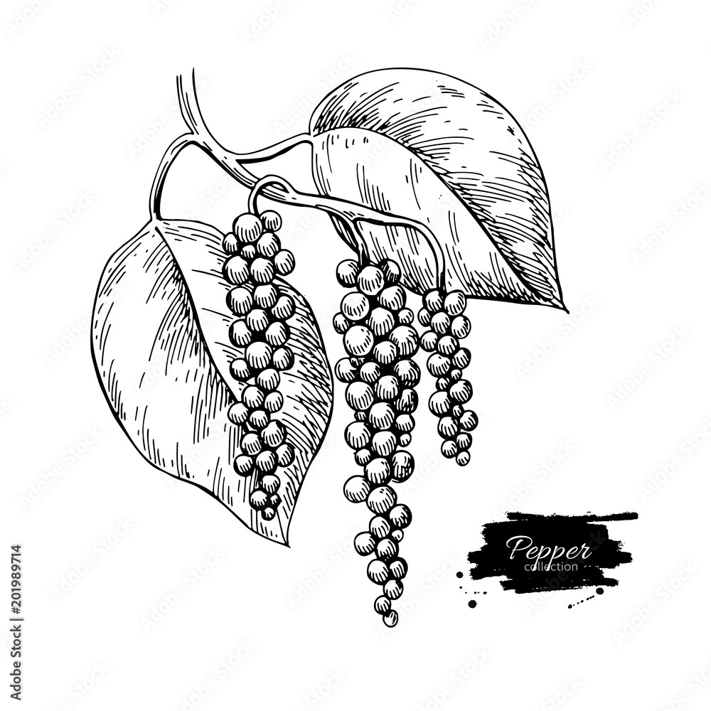 Black pepper plant branch vector drawing. Botanical illustration Stock
