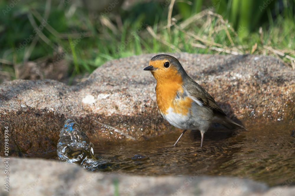 European robin standing in the water of a birdbath ready for a bath European robin standing in the water of a birdbath ready for a bath