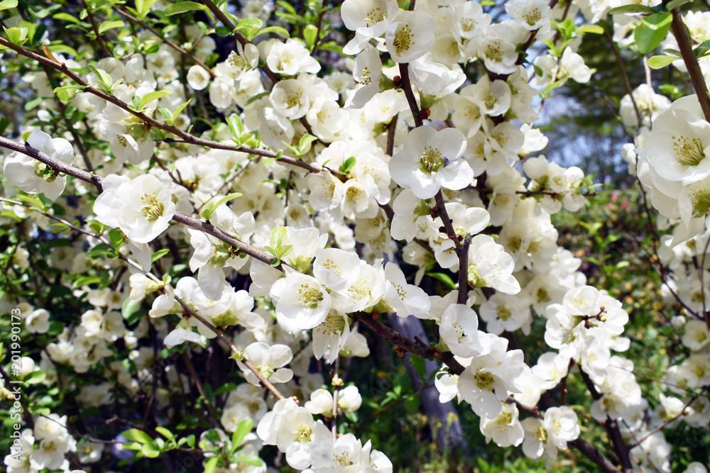 ボケの花 ボケの花
