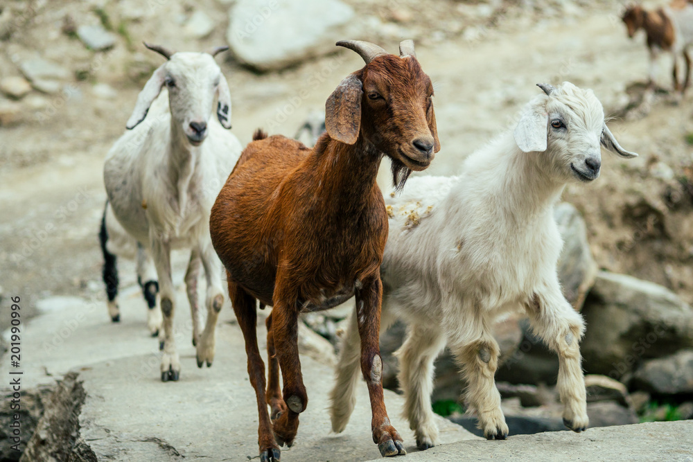 goats are walking around the puddle