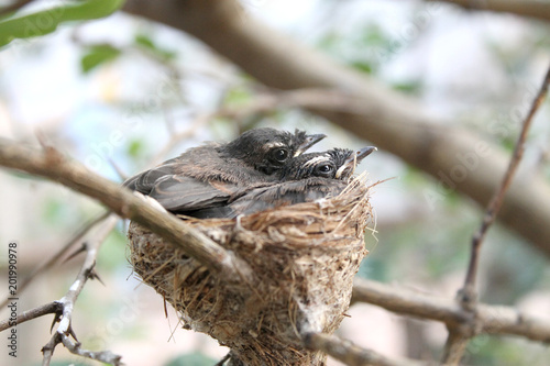 Oriental Magpie-Robin baby (three weeks) waiting food from mother and father in the nest.