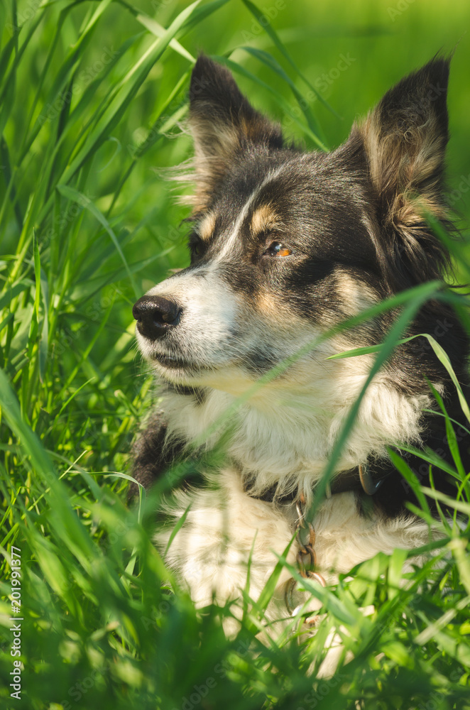 Border Collie Border Collie
