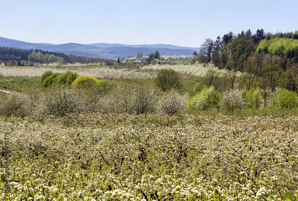Cherry tree blossom orchard with trees and hill, Czech landscape Cherry tree blossom orchard with trees and hill, Czech landscape