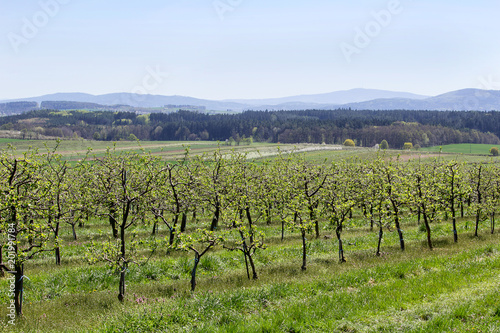 Cherry tree blossom orchard with green grass, Czech landscape