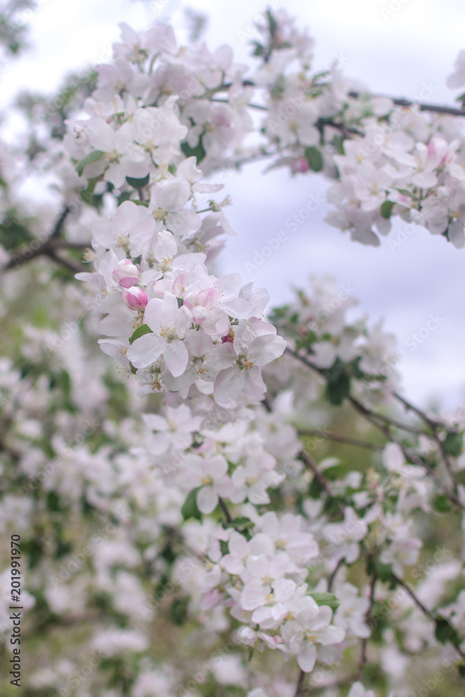 blossoming spring blossoming spring