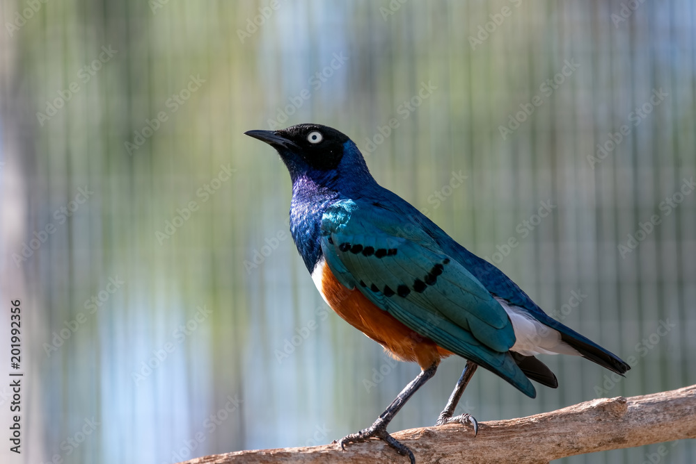 Close up of Superb Starling (Lamprotornis superbus) Close up of Superb Starling (Lamprotornis superbus)