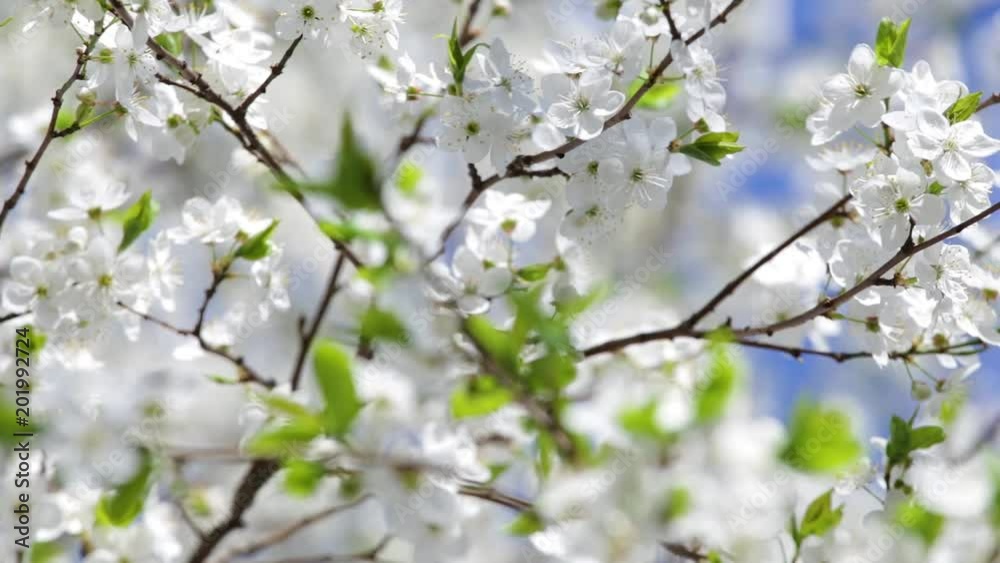 Beautiful floral spring nature background. Closeup view of white sunny spring flowers growing on branches of fruit tree isolated at bright blue sky. Beautiful floral spring nature background. Closeup view of white sunny spring flowers growing on branches of fruit tree isolated at bright blue sky.