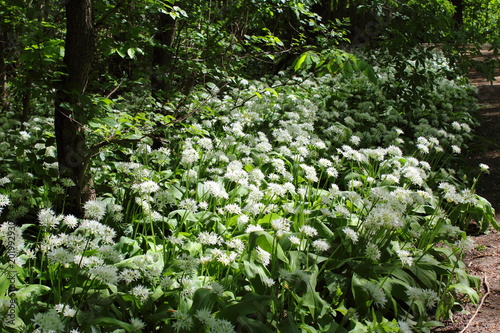 wild bear´s garlic (Allium ursinum) in flower in the riparian forest in Leipzig, Germany