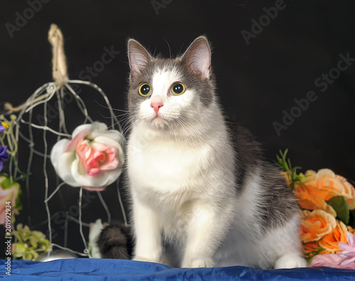 gray with white cat and flowers, allergy concept photo