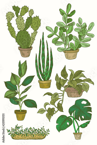 Illustration of houseplants, indoor and office plants in pot. Set of house plant isolated. Vector sketch house plant pot illustration