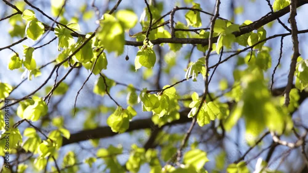 Closeup view of beautiful sunny young leaves of spring trees isolated at clear blue sky background.