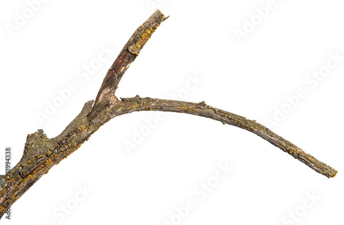 dry branch of apricot tree. Isolated on white background