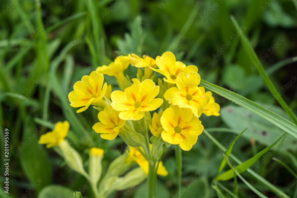 Echte Schlüsselblumen, Primula veris Echte Schlüsselblumen, Primula veris