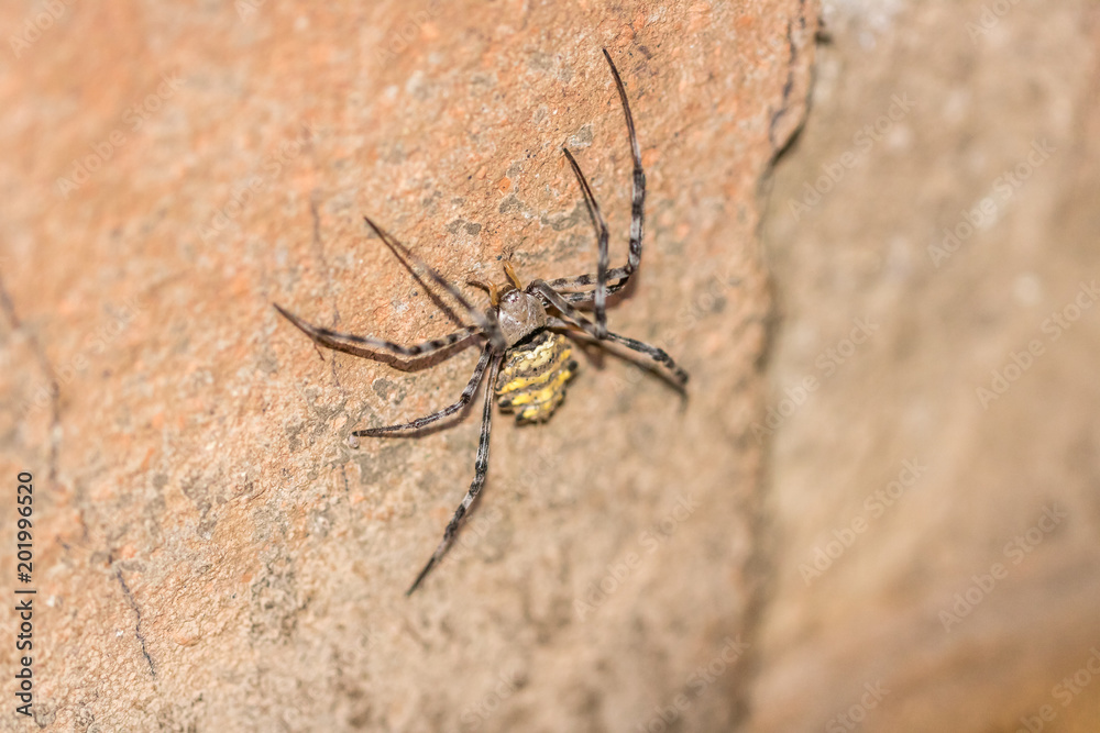 Black-and-Yellow Garden Spider Black-and-Yellow Garden Spider