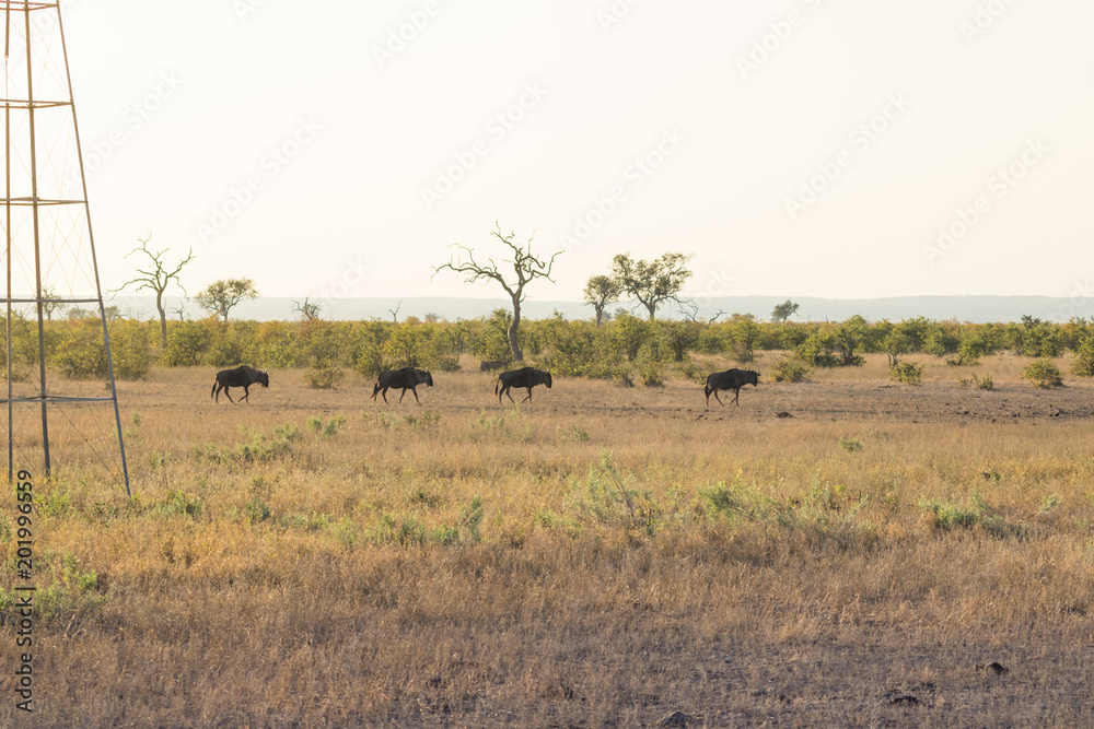 Fototapeta premium African Landscape