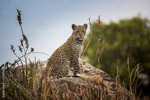 Leopard (Panthera pardus)  photo