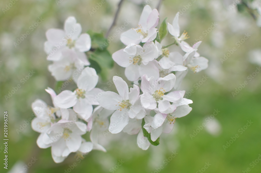 blossoming spring