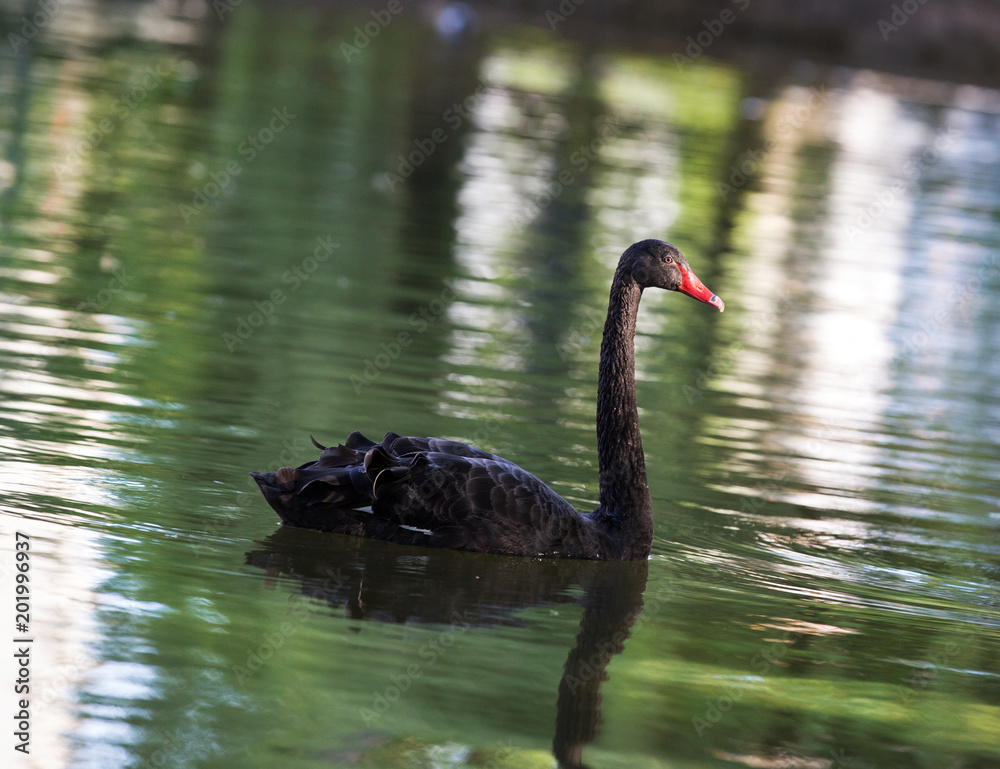 Fototapeta premium Black swan on a lake 