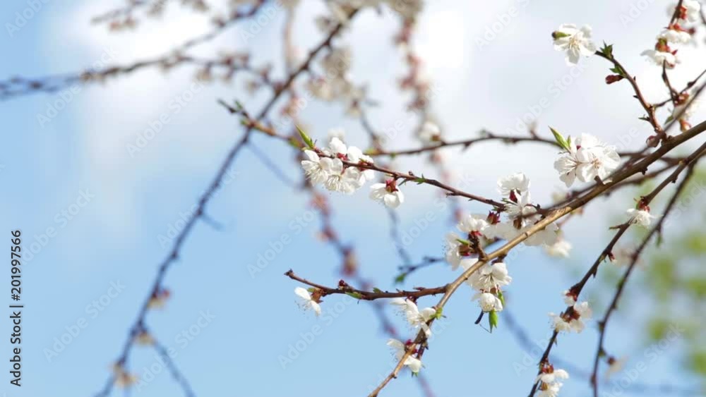 Closeup view of beautiful spring trees with fresh young white flowers isolated at bright blue sky background. Closeup view of beautiful spring trees with fresh young white flowers isolated at bright blue sky background.