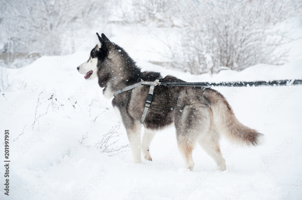 Siberian husky stands in the middle of field. Dog is walking in the park in winter.