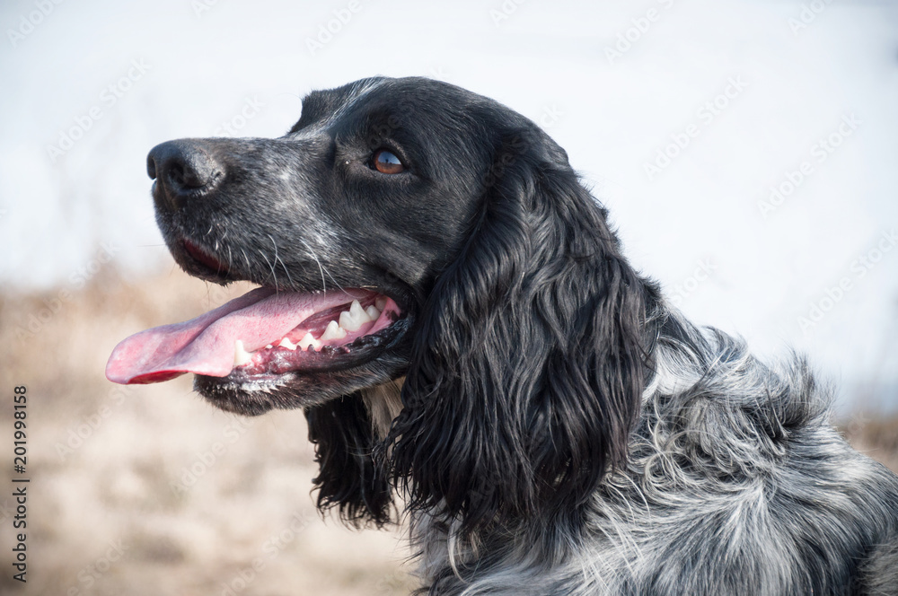 Russian spaniel portrait of a dog