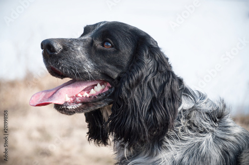 Russian spaniel portrait of a dog