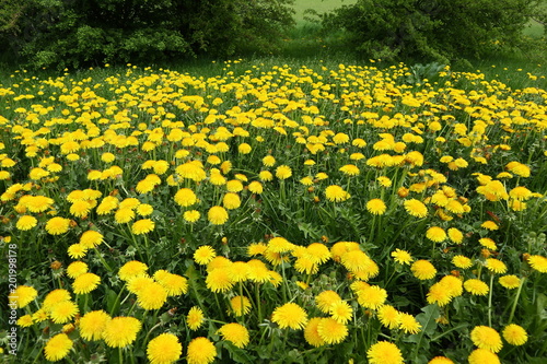 Fototapeta Naklejka Na Ścianę i Meble -  Löwenzahn im Frühling