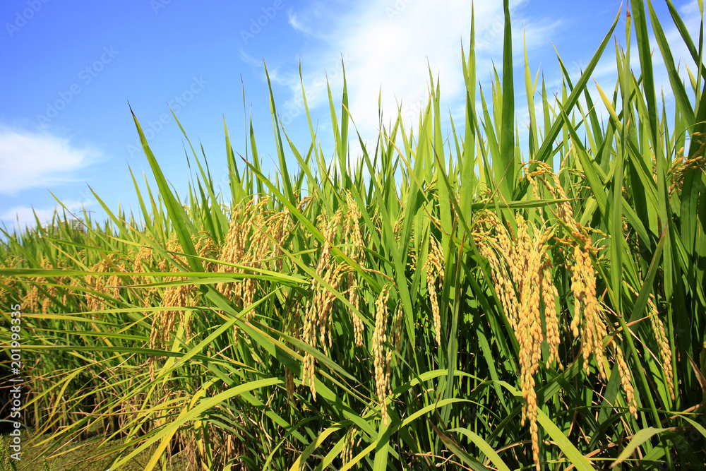 Fototapeta premium Rice paddies