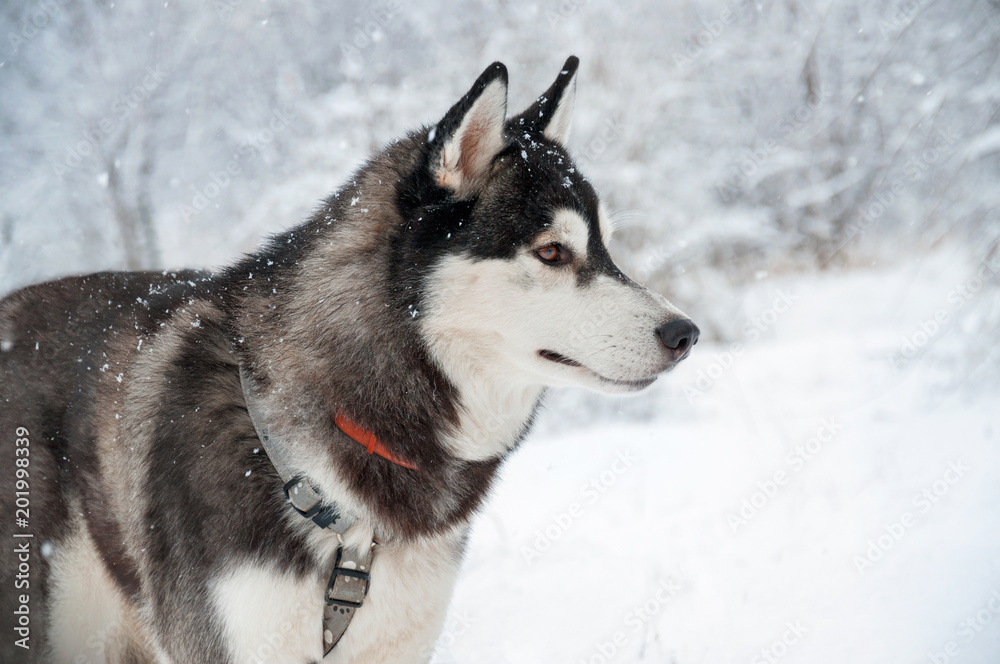 Siberian husky stands in the middle of field. Dog is walking in the park in winter.