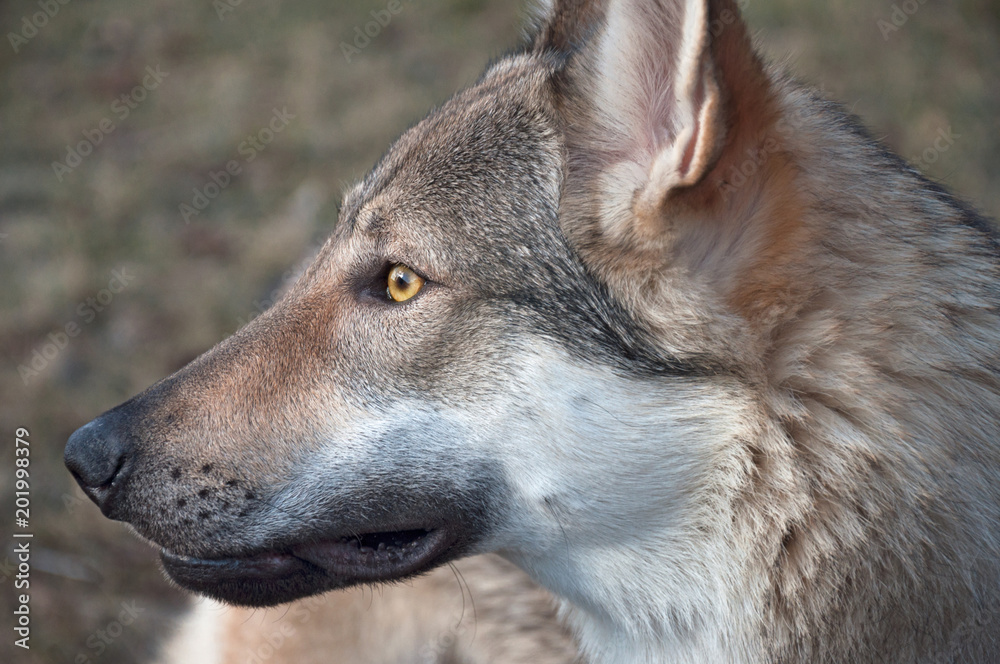 Portrait of a dog on the lawn