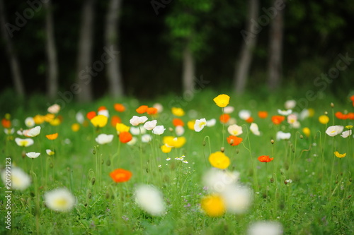 Fototapeta Naklejka Na Ścianę i Meble -  Poppies in a Forest