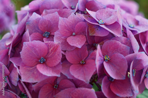 pink hydrangea - close-up