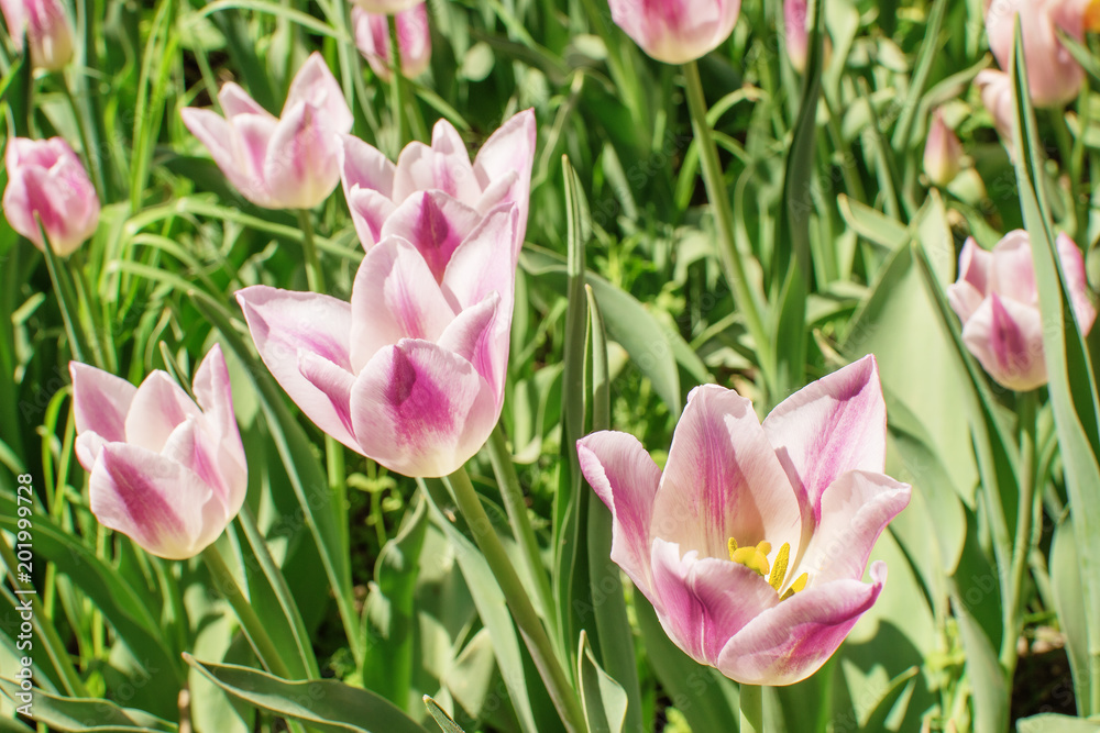 motley pink tulips in the field motley pink tulips in the field