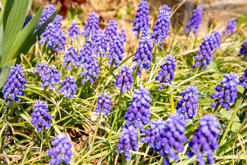 Muscari blooming in the garden Muscari blooming in the garden