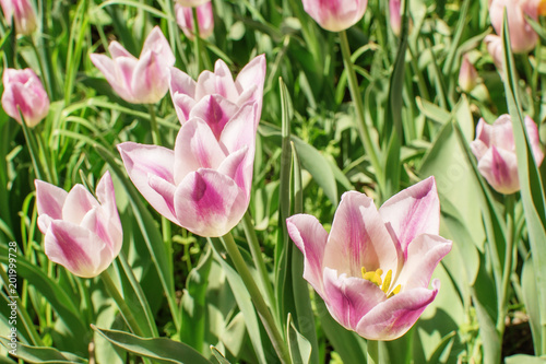 motley pink tulips in the field
