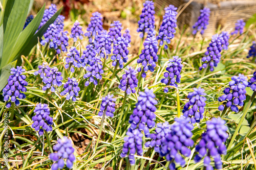 Muscari blooming in the garden