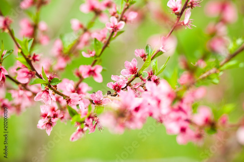 Peach tree flowers during spring blossom. Close-up photo, green grass as a contrasting background